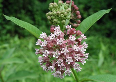 Where to plant milk weed. Things To Know About Where to plant milk weed. 